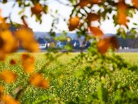 herbst 1 (2)